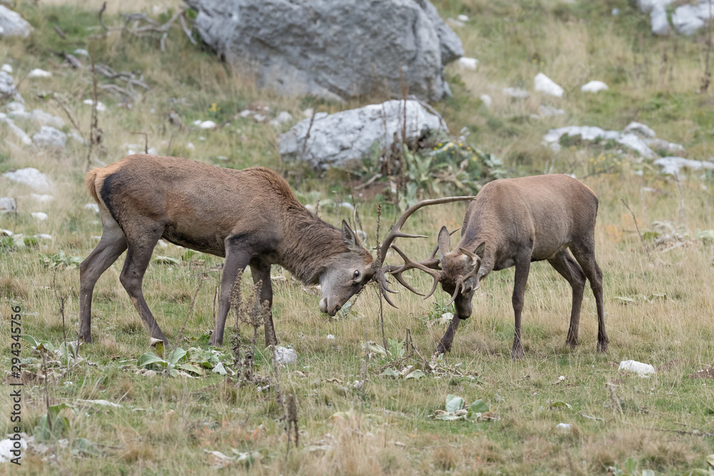 Combat between Red deer in rutting season (Cervus elaphus) Combat between Red deer in rutting season (Cervus elaphus)