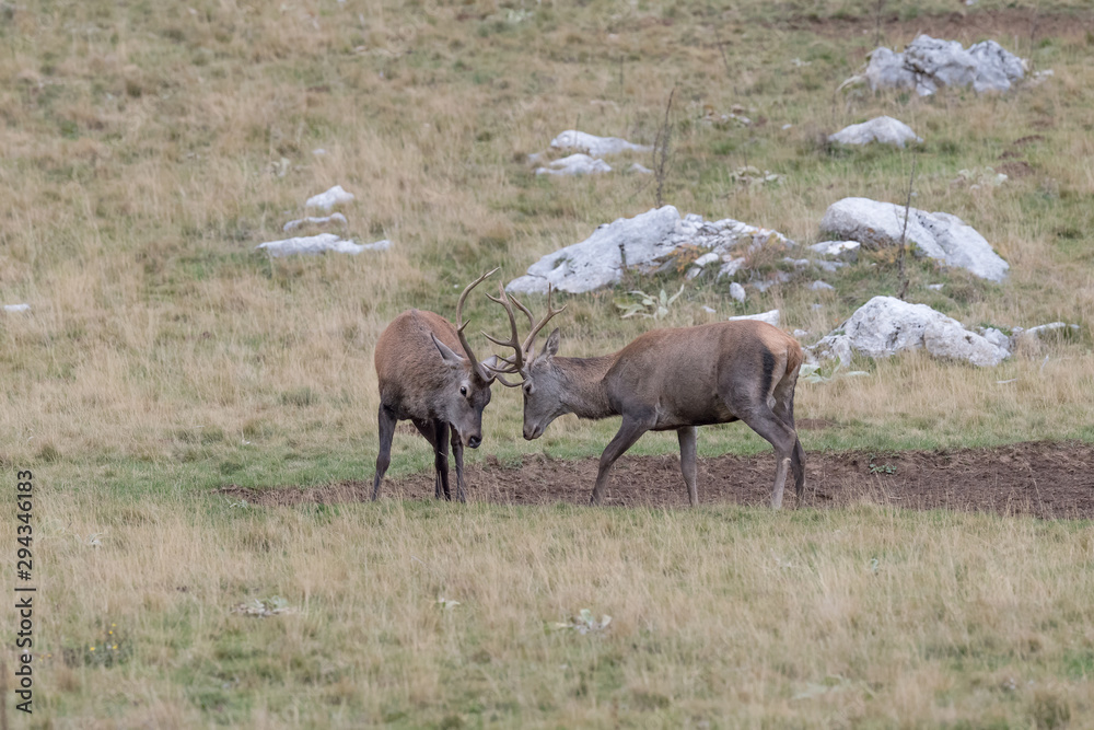Obraz premium Challenge between deer in mud puddle (Cervus elaphus)