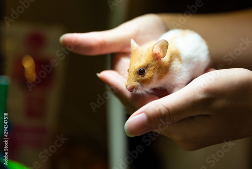 cute hamster in human hand