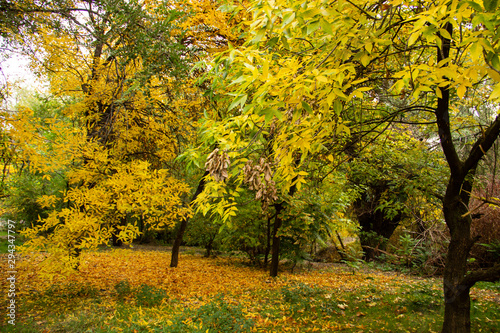 Autumn bright color park with trees