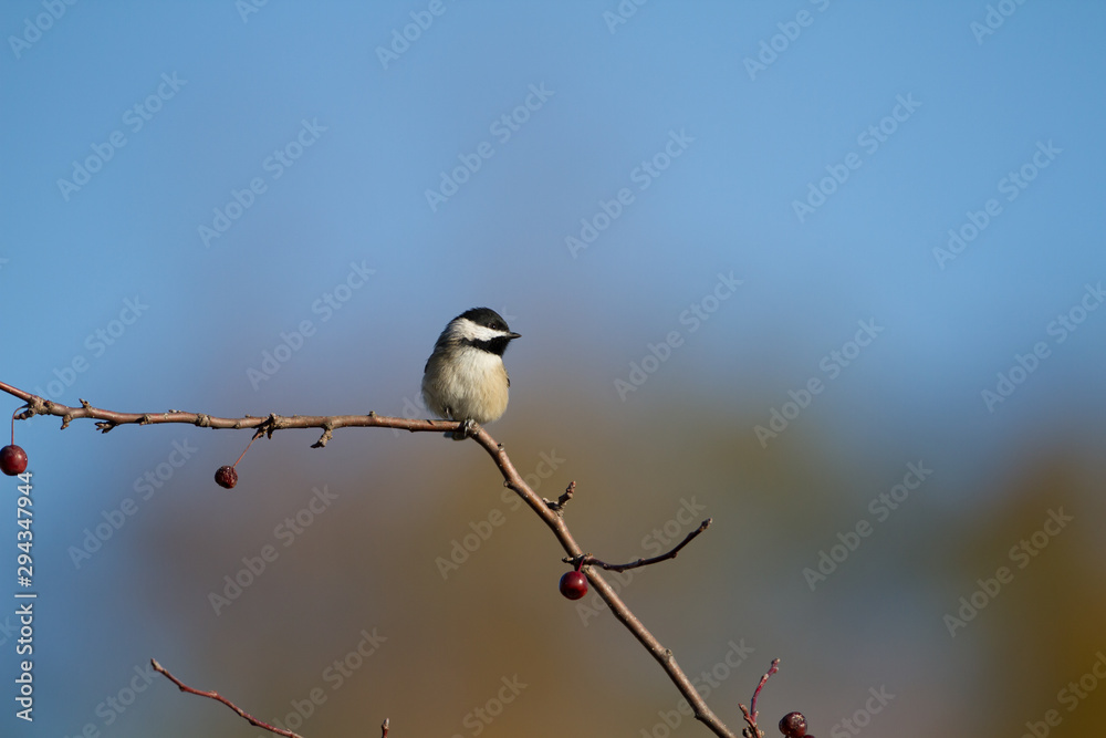 A lone Chickadee perched on an empty tree branch. A lone Chickadee perched on an empty tree branch.