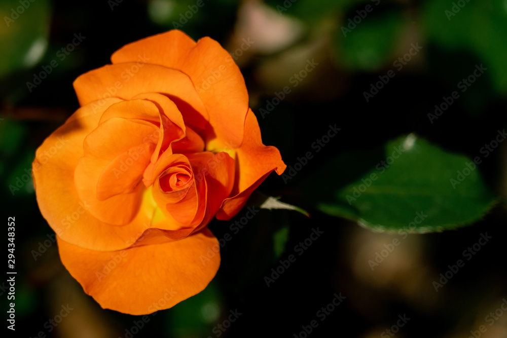 Cheerful close up of a yellow Westzeit german rose in bright sunshine