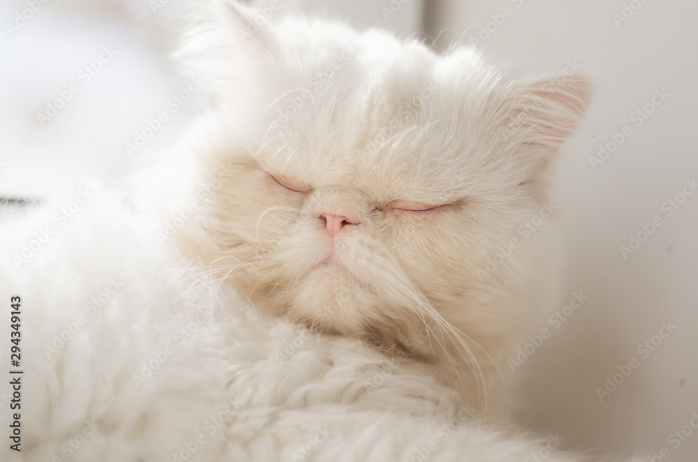 White Persian cat is resting on the window by sunny day.2.