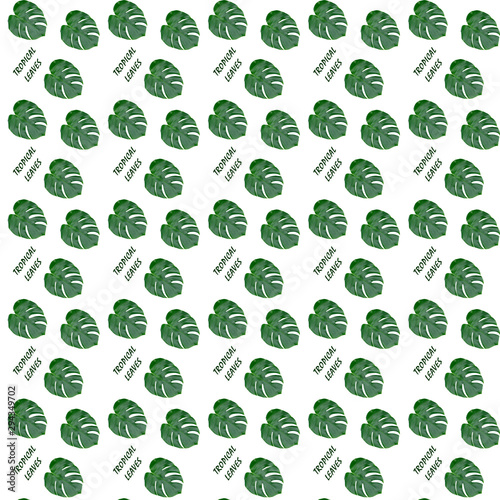  Monstera leaf seamless pattern. Tropical leaves on a white background.