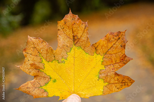 Single yellow autumn maple leaf close-up.