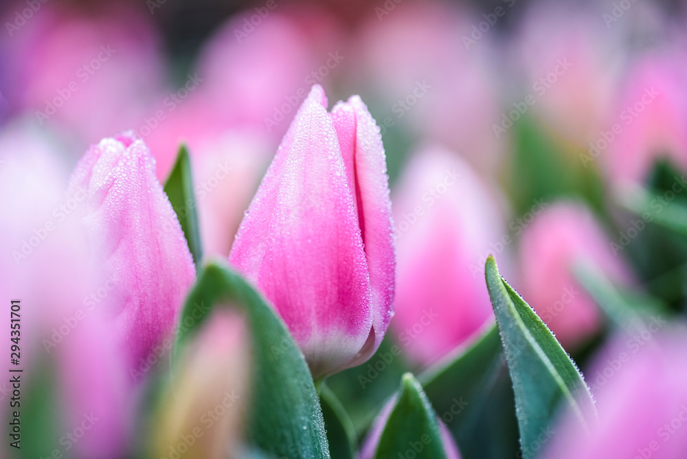 Fototapeta premium Violet tulips flowers with beautiful bokeh light in background. Colorful garden in sunlight toning.