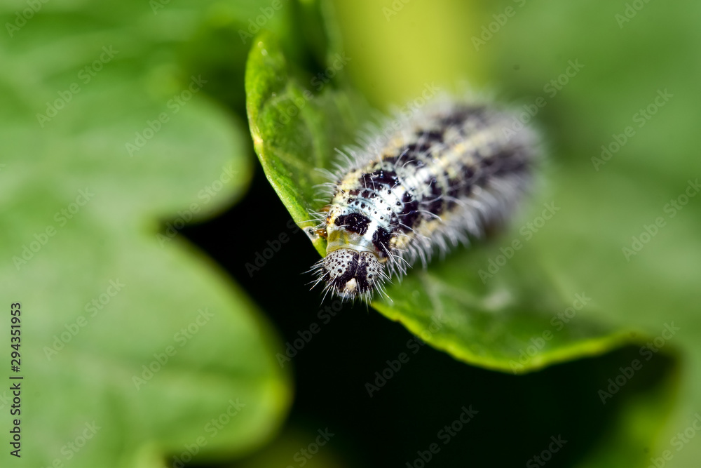 Cabbage butterfly caterpillar is seen as a pest for commercial agriculture. Cabbage butterfly caterpillar is seen as a pest for commercial agriculture.