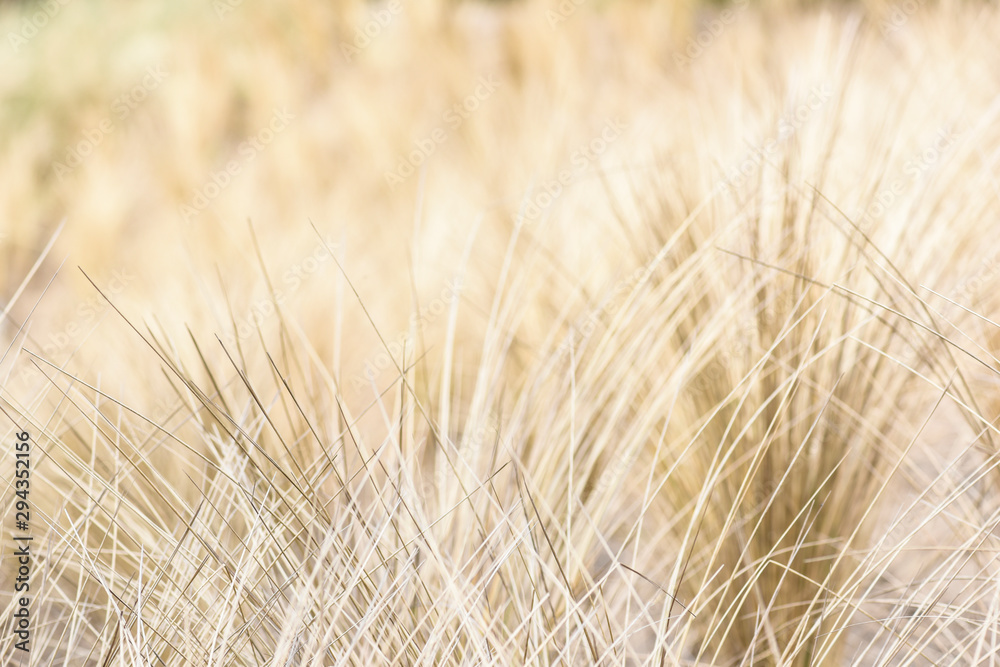 Yellow old sharp grass. Golden grass burnt from sun in summer. Yellow old sharp grass. Golden grass burnt from sun in summer.