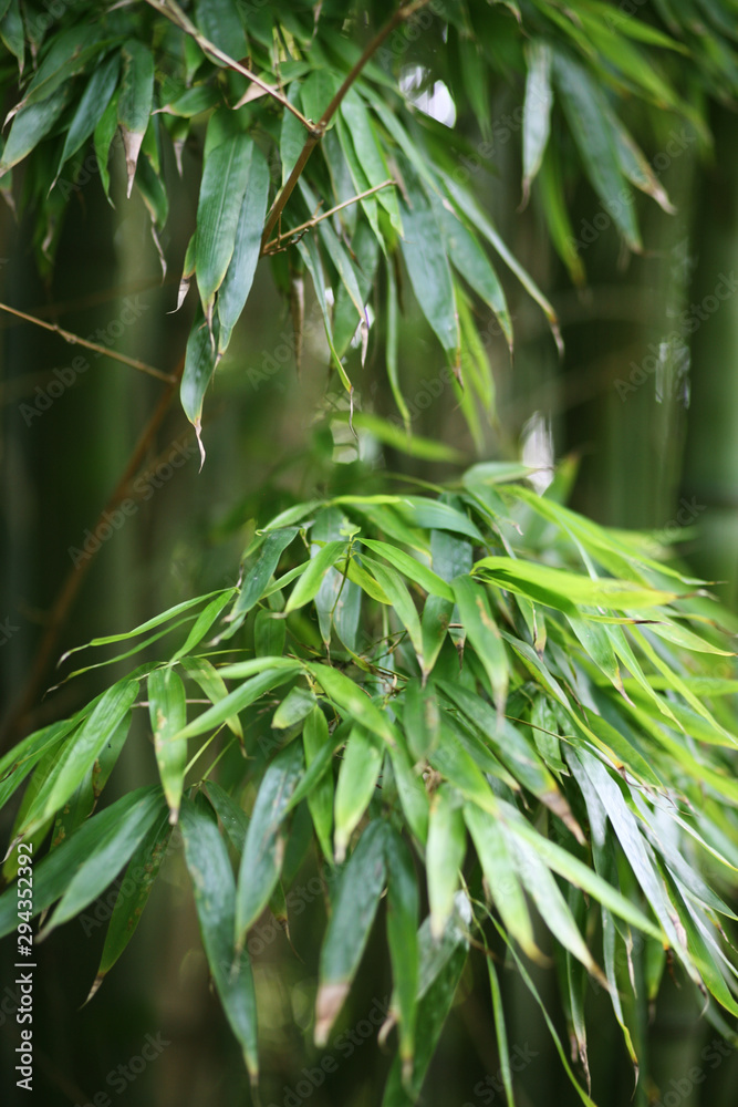 Naklejka premium Bamboo forest, oriental motives, japanese garden