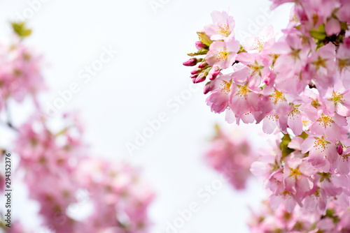 Pink white flowers on tree on white background or sky. Beautiful floral spring abstract.Cherry blossoms. © Milan