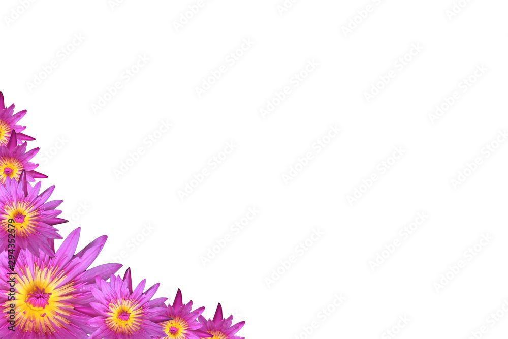 Lotus flower is lily water plant on white background Lotus flower is lily water plant on white background