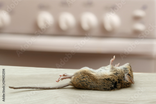 Dead mouse in an apartment kitchen. Inside high-rise buildings. Fight with rodent in the apartment. Extermination.