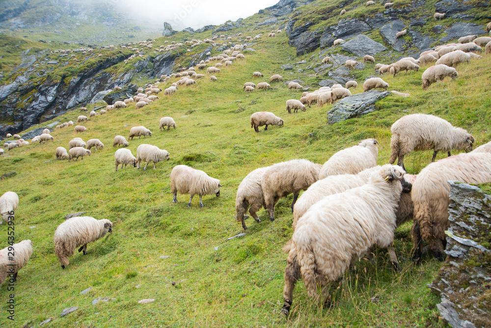 Large flock of sheep in the mountains. Green hills up in the clouds
