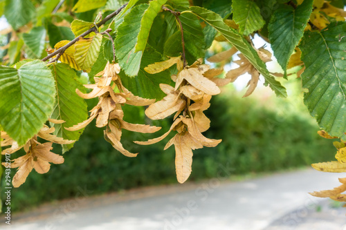 typical seeds of a hornbeam tree photo