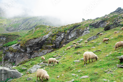Large flock of sheep in the mountains. Green hills up in the clouds