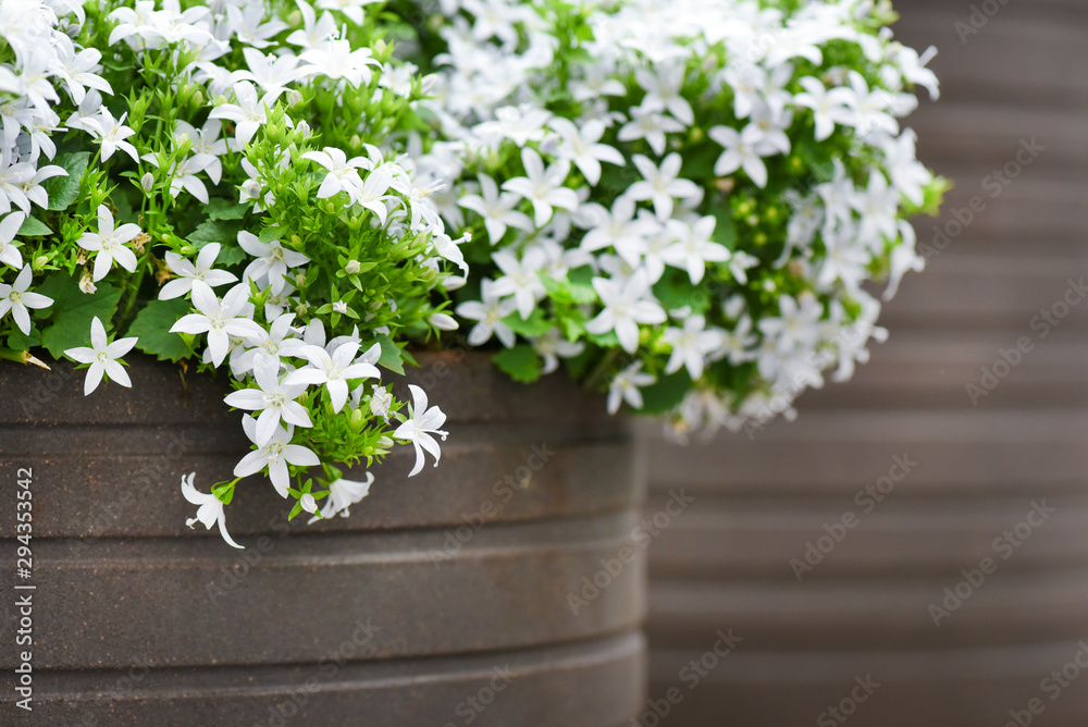 White flowers bell in stone pot. Campanula white sort blossom.