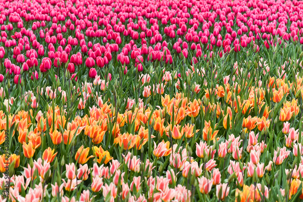 Red pink tulip flowers garden. Many Beautiful spring-flowering plant.