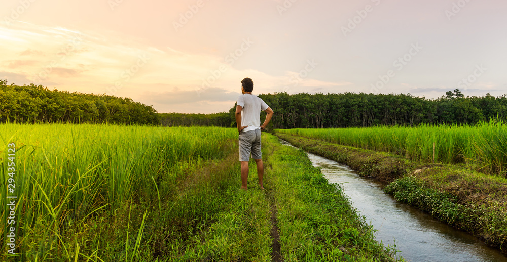 The man look at rice field panorama with color of sky in moning light The man look at rice field panorama with color of sky in moning light