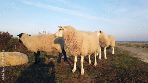 Sheep on dyke in Fehmarn, Lemkenhafen photo