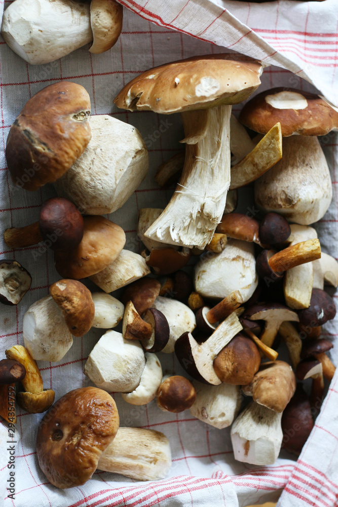 boletus porcini mushrooms in autumn - edible mushrooms 