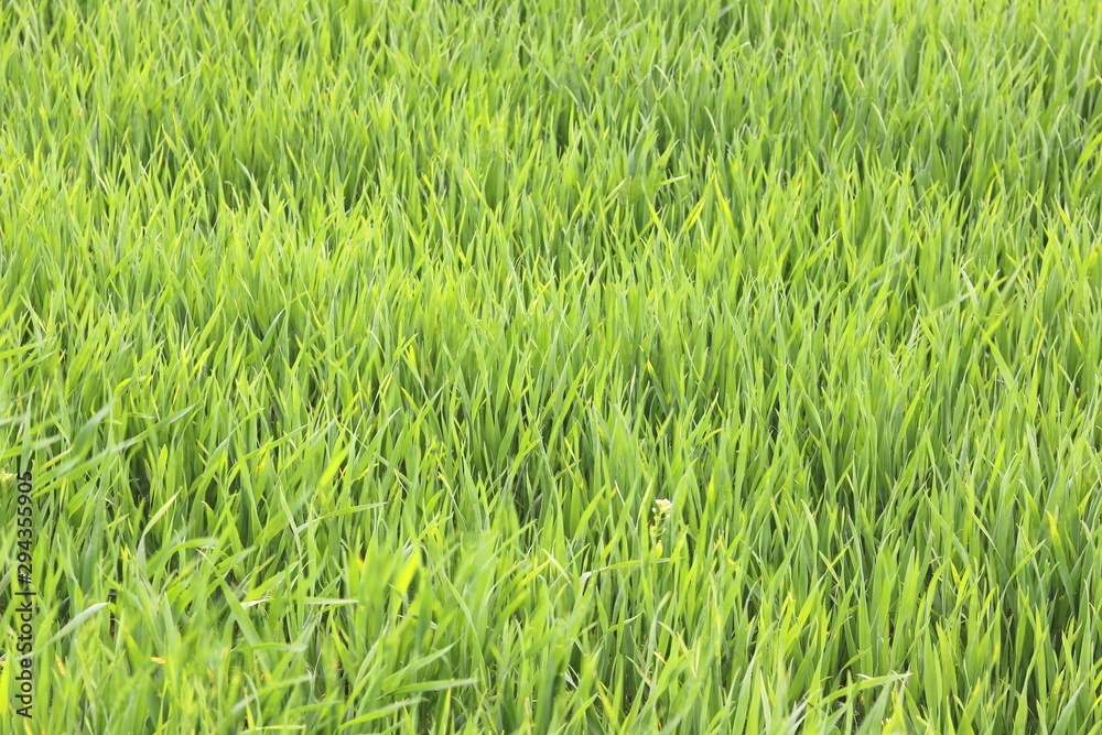 Natural green background with juicy spring green grass Natural green background with juicy spring green grass
