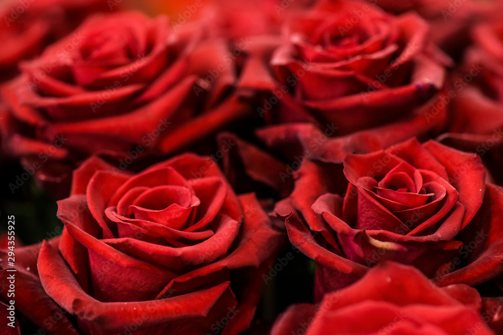 Bouquet of red roses on a colour background. Beautiful flowers bunch. Bouquet of red roses on a colour background. Beautiful flowers bunch.