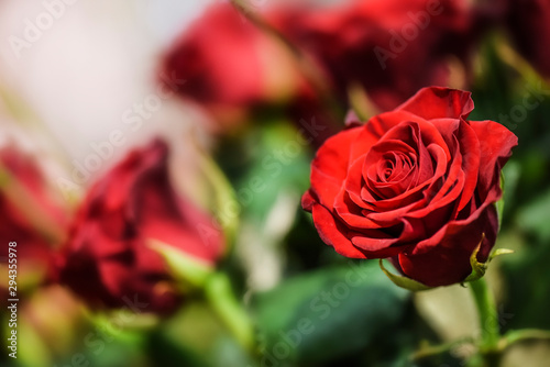 Red roses bunch. Bouquet of fresh beautiful flowers or blossom. background.