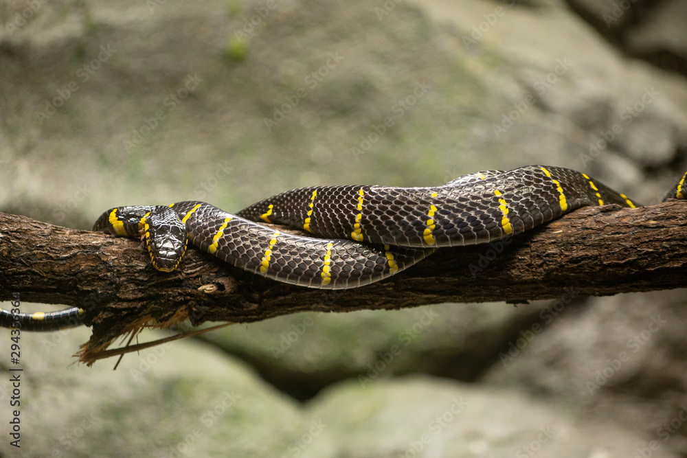 Obraz premium Mangrove snake on a tree branch