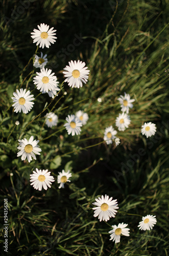 des pâquerettes et marguerites fleurissent au printemps