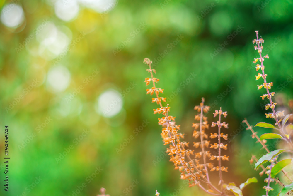 Leaf in sinlight nature with bokeh light on blurred Leaf in sinlight nature with bokeh light on blurred