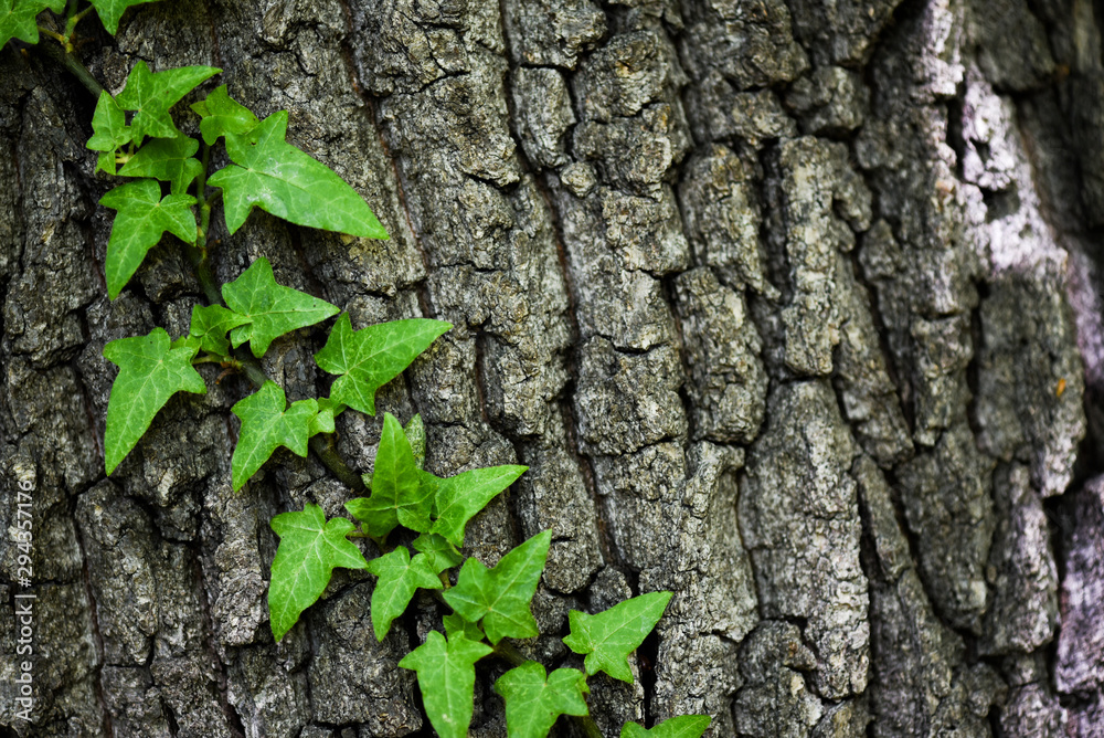 Old tree bark or pattern background covered with ivy tree. Copy space