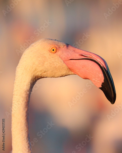 Flamingo in golden hour