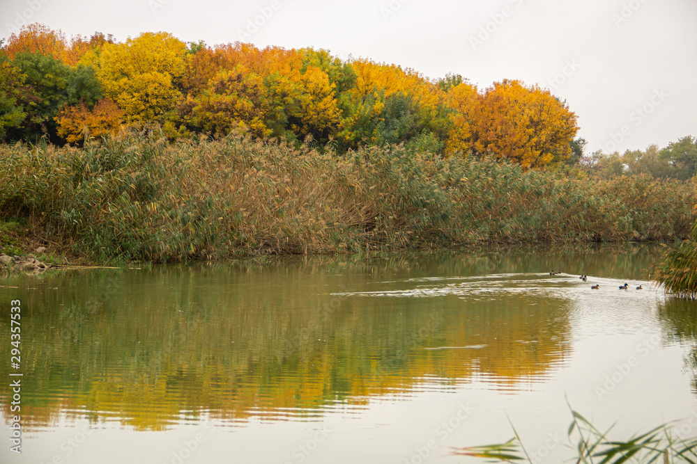 Autumn yellow-green park with a pond