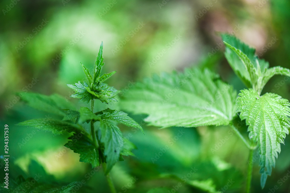 Green plant of common nettles in the ground with blur bokeh background.