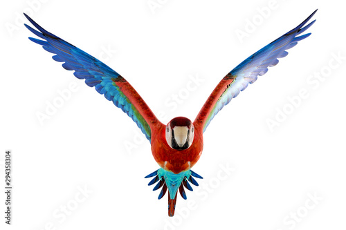 guacamaya isolated on white background photo