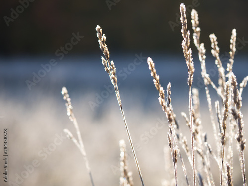 First frost. Frost on the leaves. Winter frosty abstract natural background. © sablinstanislav
