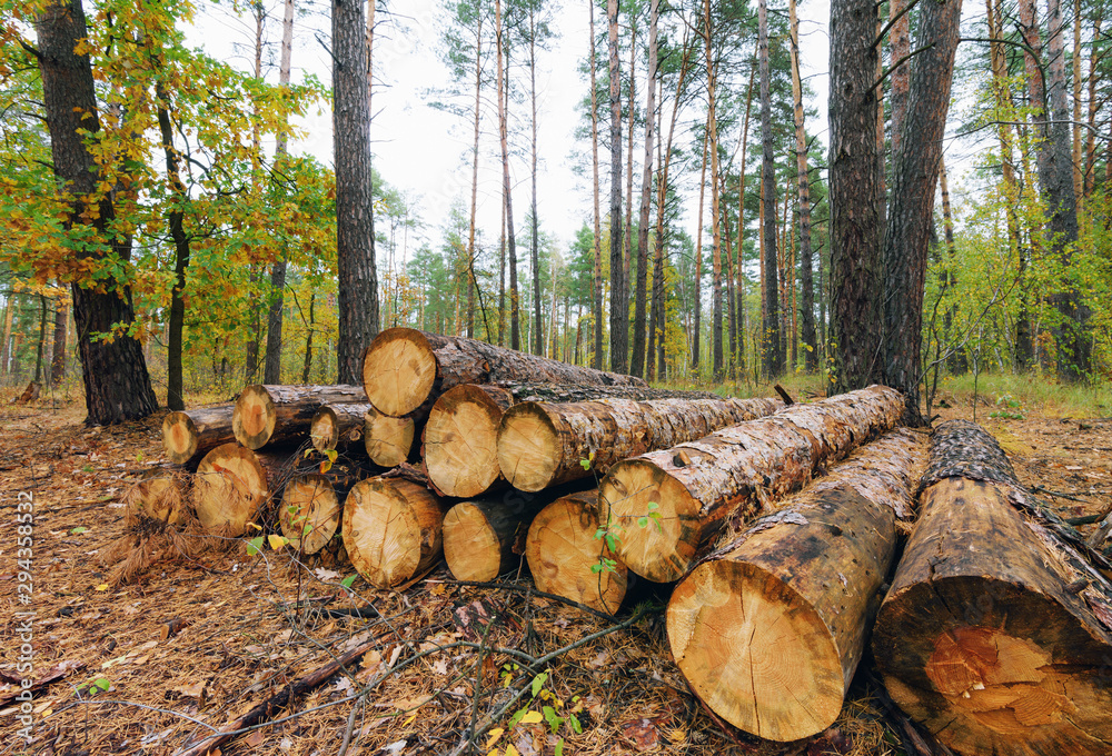 Pile of freshly harvested pine logs in the forest. Forestry logging Pile of freshly harvested pine logs in the forest. Forestry logging