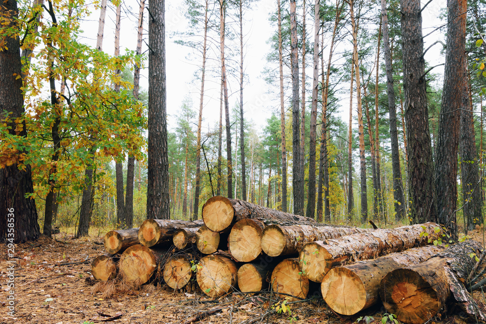 Pile of freshly harvested pine logs in the forest. Forestry logging Pile of freshly harvested pine logs in the forest. Forestry logging