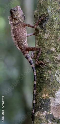 Anglehead lizard photo