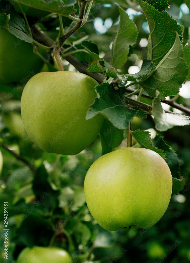 Green apple Green apple