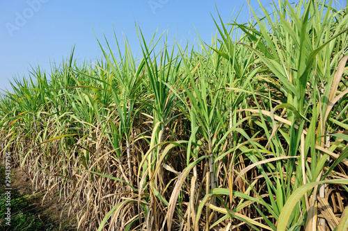 Fototapeta Naklejka Na Ścianę i Meble -  Sugarcane plants growing at field