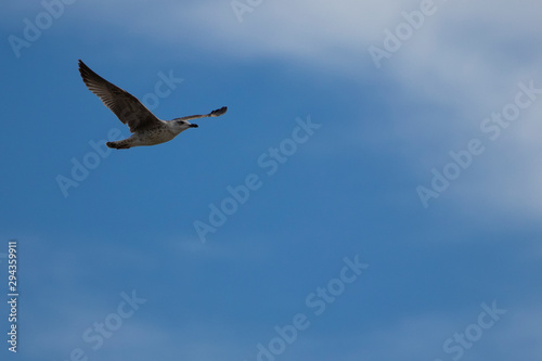 Gaviota volando con cielo azul y nubes