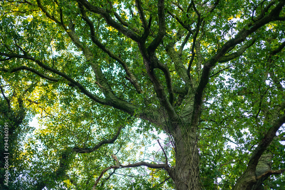 a tangled treetop with many branches and still green leaves at the beginning of autumn a tangled treetop with many branches and still green leaves at the beginning of autumn