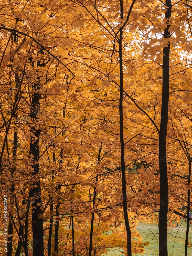 Beautiful autumn forest, Golden and red leaves, birches, maples Beautiful autumn forest, Golden and red leaves, birches, maples