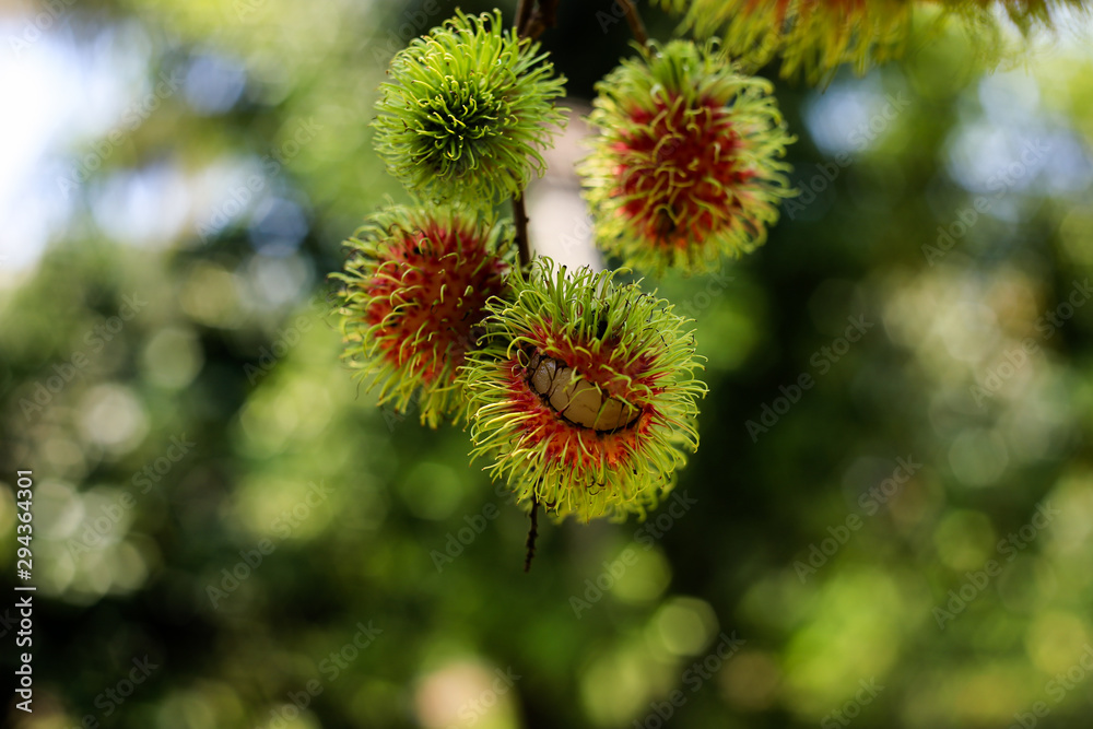 Rambutan is tropical fruits with sweet taste. Rambutan is tropical fruits with sweet taste.