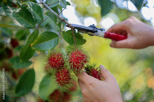 The tropical fruits with tasty health benefits "Rambutan"