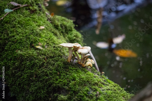 Close up of mushrooms growing on a mossy tree © Alison