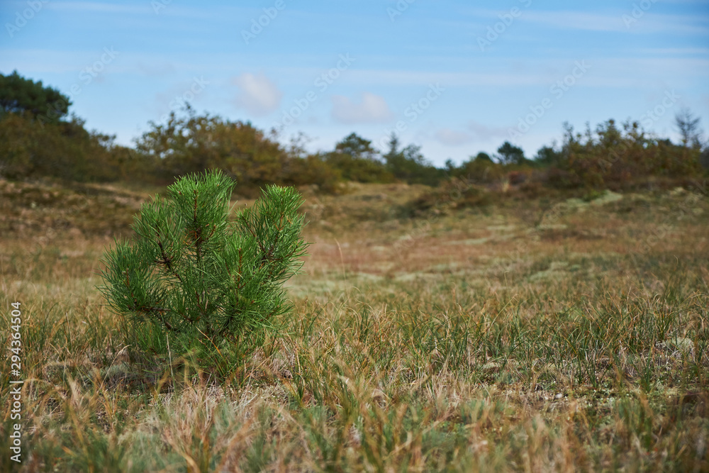 Fototapeta premium A planted baby pine tree growing in an empty field in the dunes