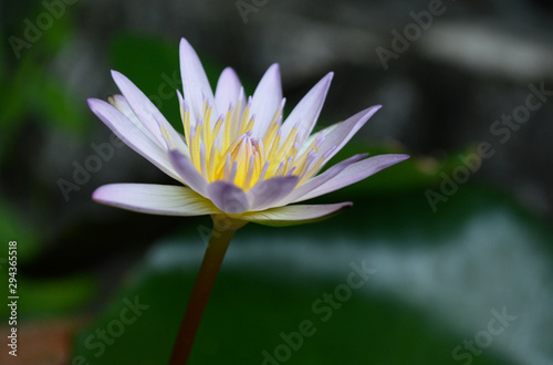 lotus flower nature garden background 