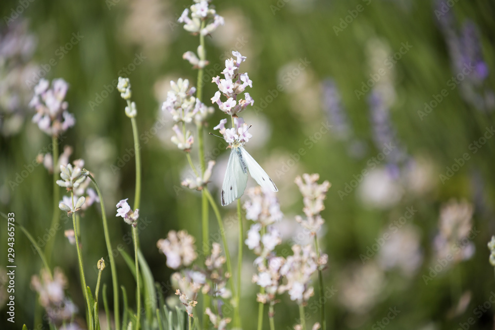 Butterfly is fed by awesome lavender flower in the nature. Butterfly is fed by awesome lavender flower in the nature.